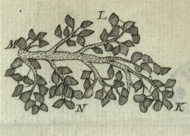 Illustration for article titled How 17th Century Artists Helped Make the Microscopic World Visible